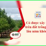 Có được xây nhà trên đất trồng cây lâu năm không?